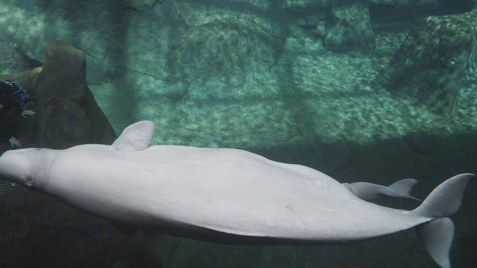 Officials at Georgia Aquarium have announced the birth of a baby beluga whale calf last weekend.