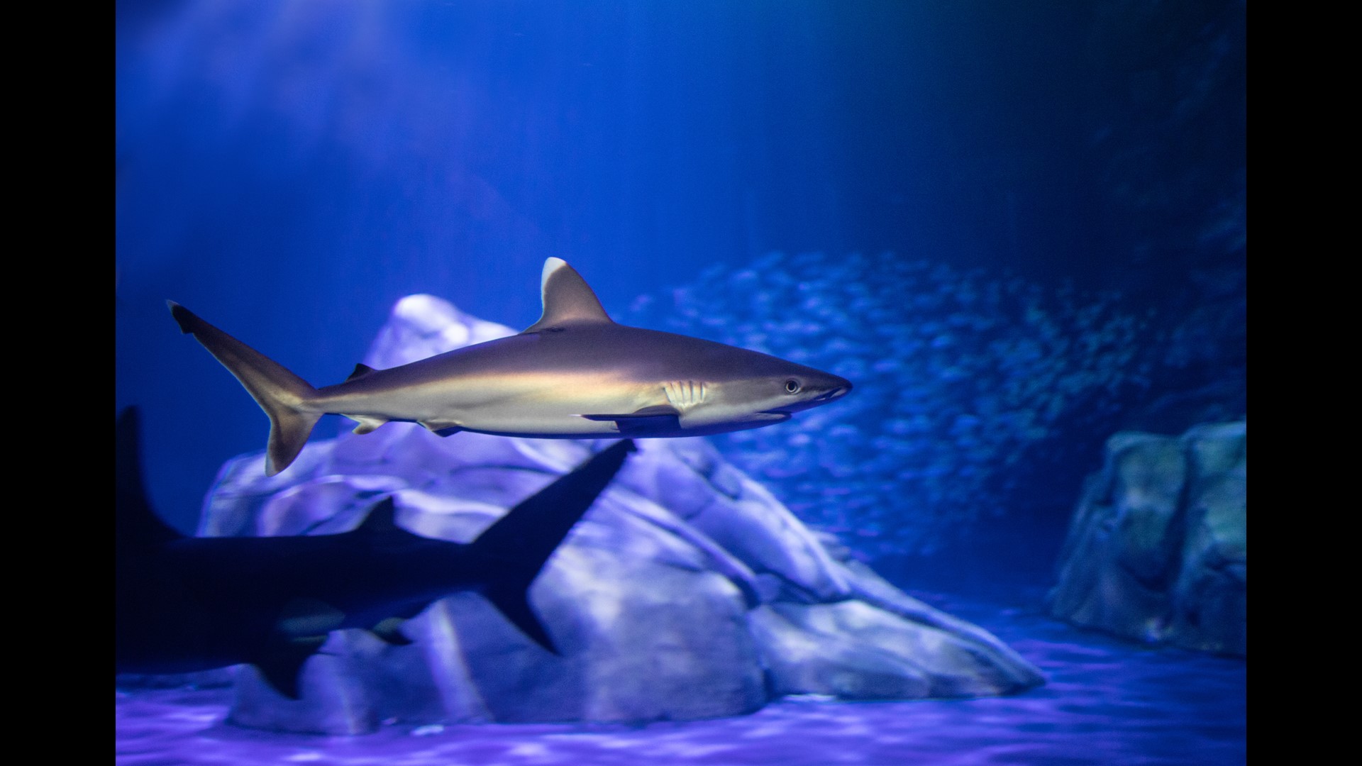 Inside SHARKS! Predators Of The Deep Georgia Aquarium's Exhibit ...