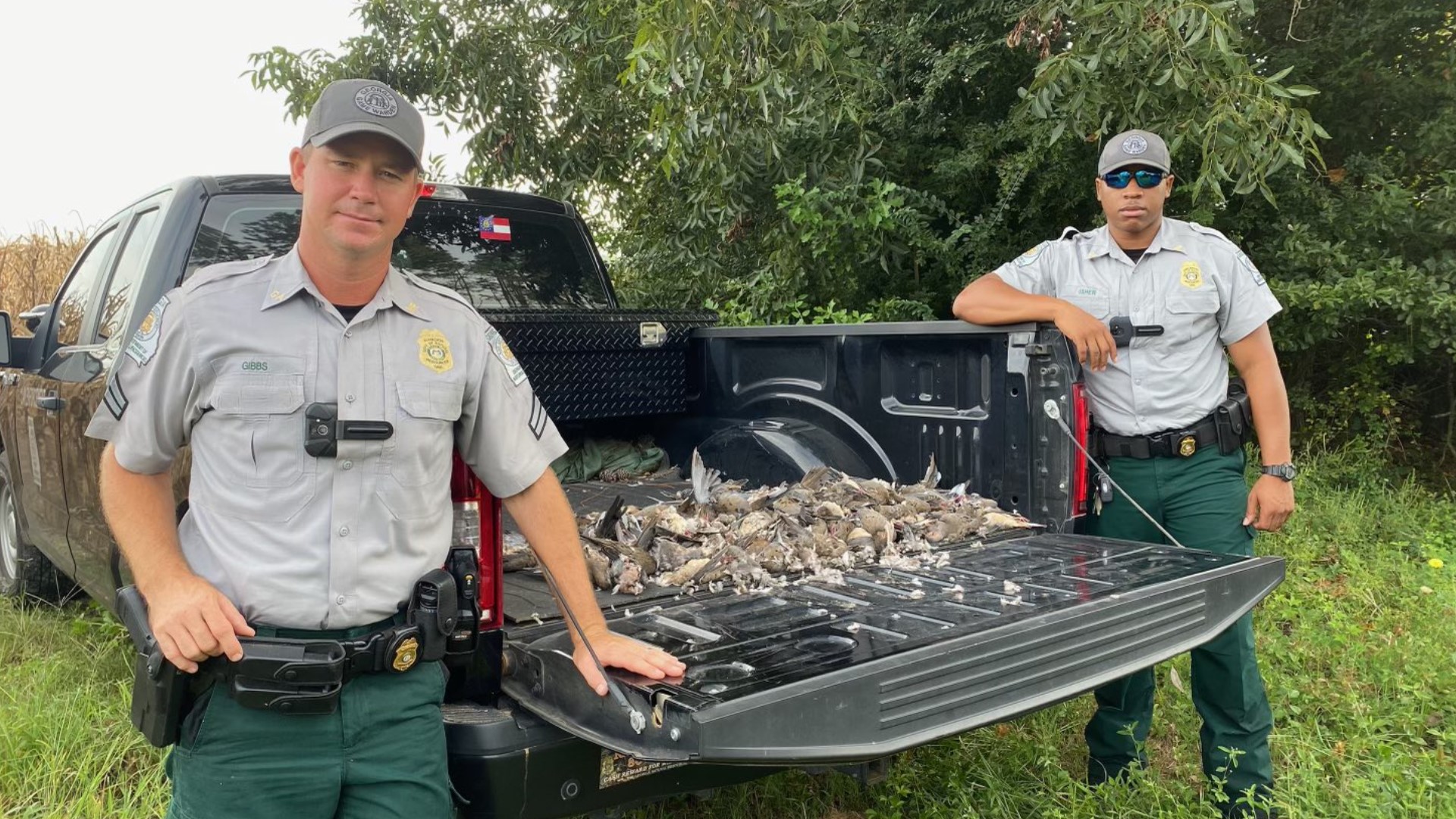 hunting 157 illegally baited doves confiscated