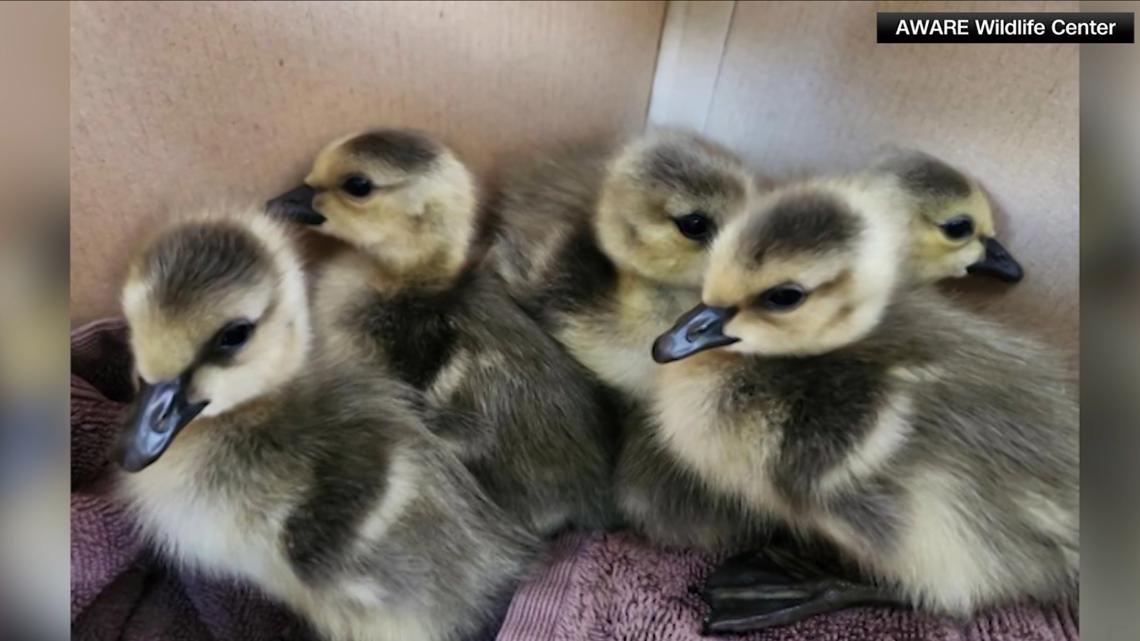 Family of geese rescued off Atlanta hotel rooftop | 11alive.com
