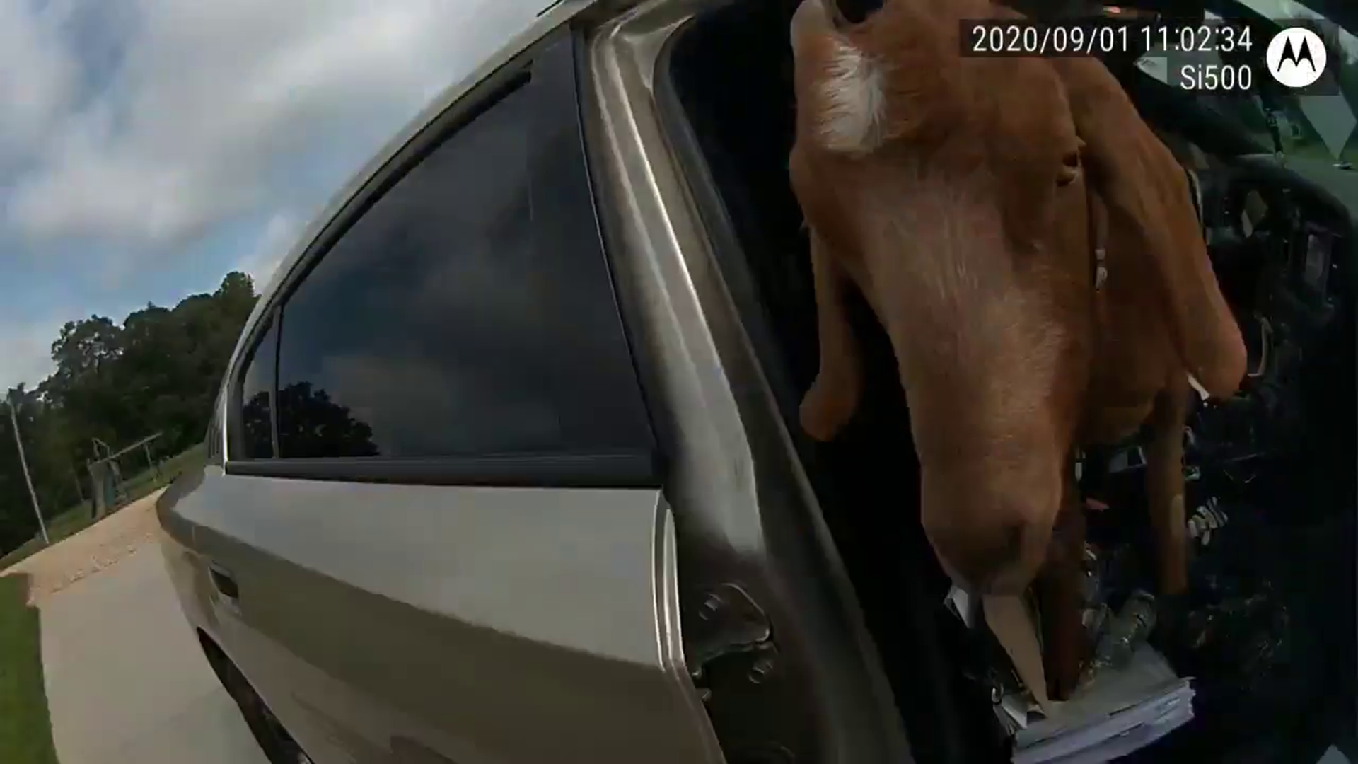 Bodycam video shows that this creature had no intention of parting with his late morning snack.