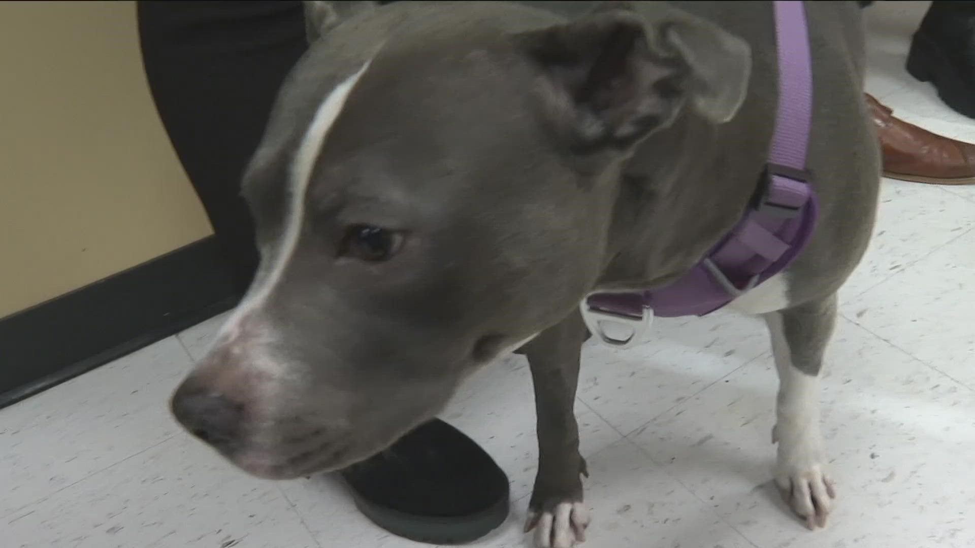 Firefighters ran in to save Knala's life after she was caught in a house fire. Her owners said she is still recovering.