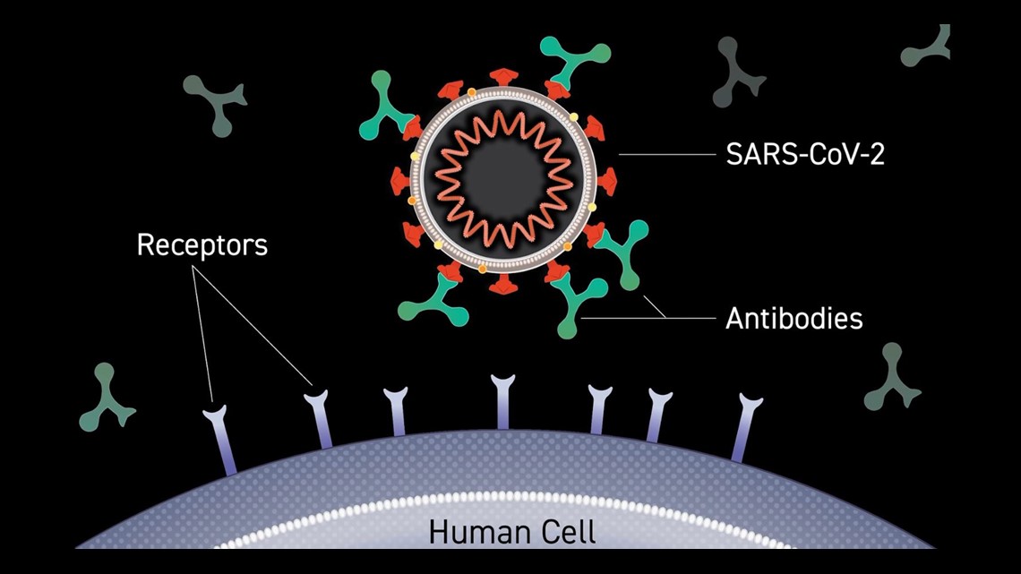 How Long Do Covid 19 Antibodies Last It S Complicated 11alive Com