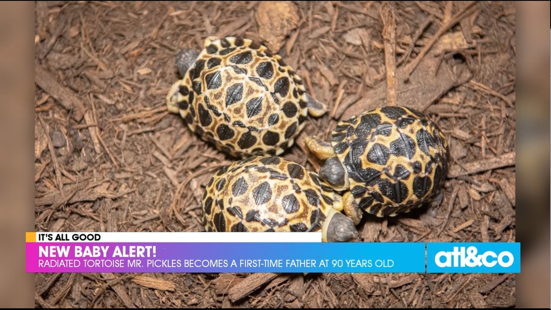 Mr. and Mrs. Pickles at the Houston Zoo just welcomed three tortoise hatchlings -- Dill, Gherkin, and Jalapeño.