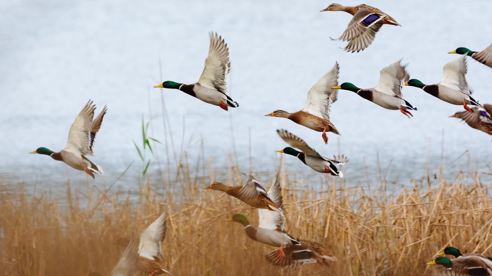 When is duck and Canada goose hunting season in Georgia | 11alive.com