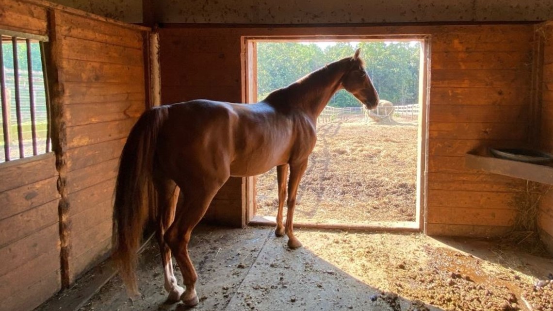 Cherokee County Georgia firefighters save 28 horses - Vimarsana News