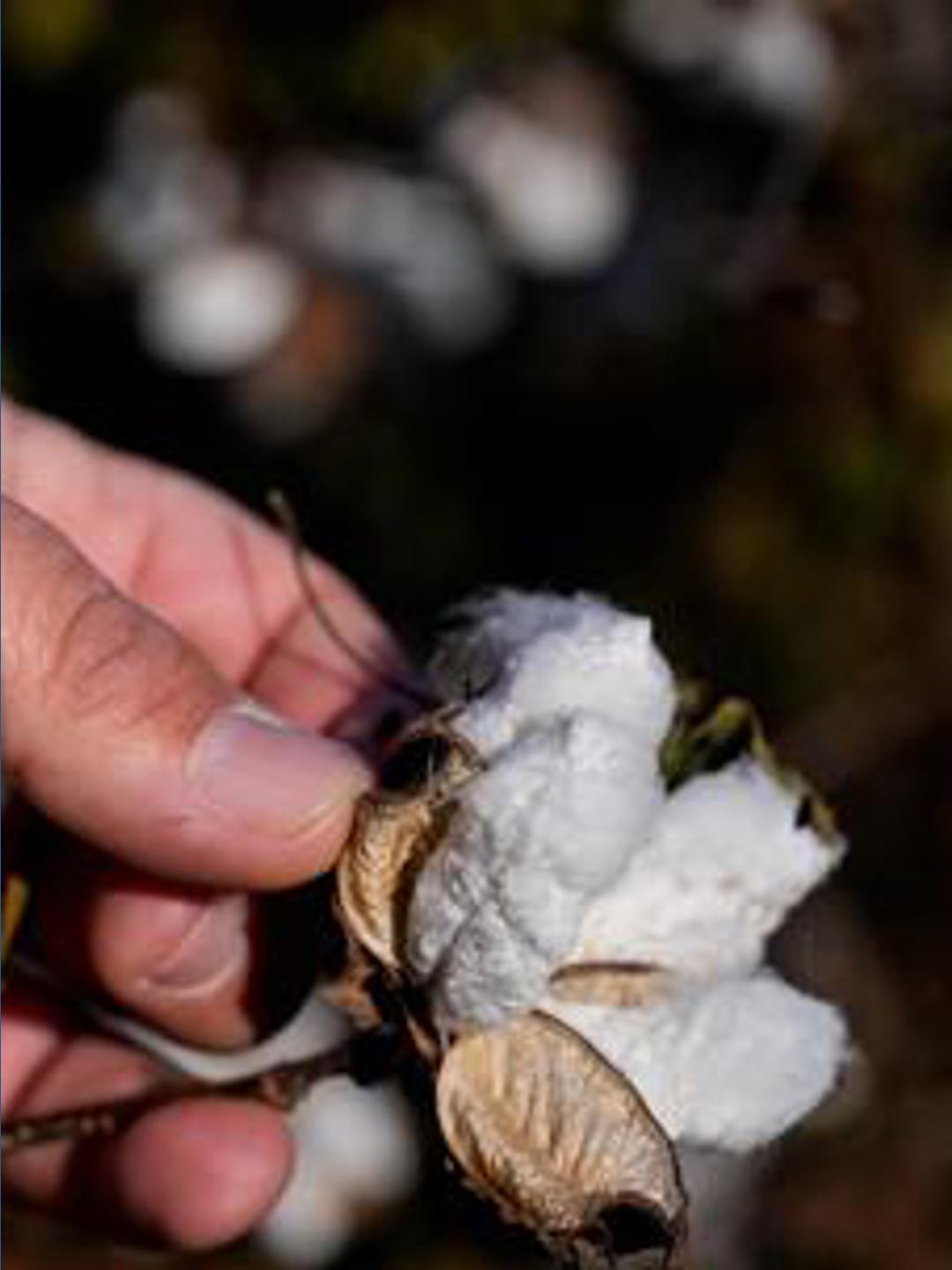 Invasive cotton-eating insect spreading rapidly in Georgia | 11alive.com
