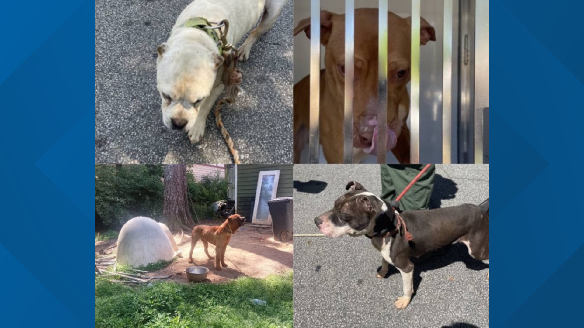 Dogs rescued from possible animal cruelty case DeKalb County