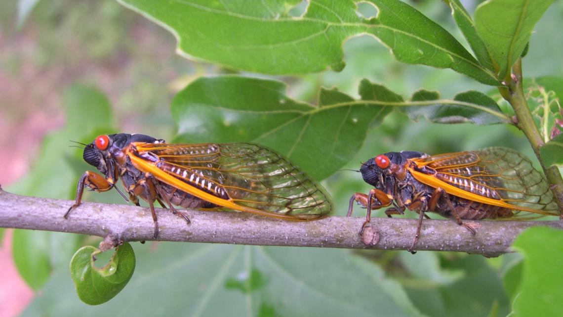 Cicadas emerge in North