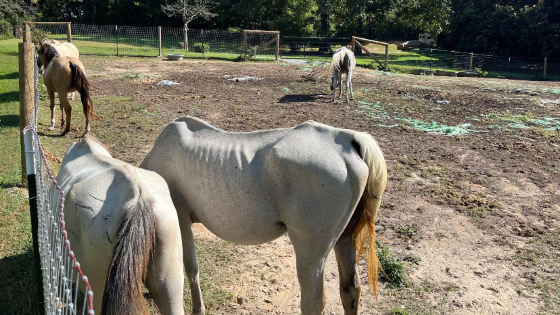 Malnourished horses found in Dacula | Woman arrested | 11alive.com