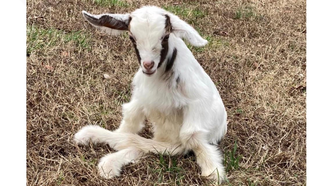 goat with spine disease gets new wheelchair