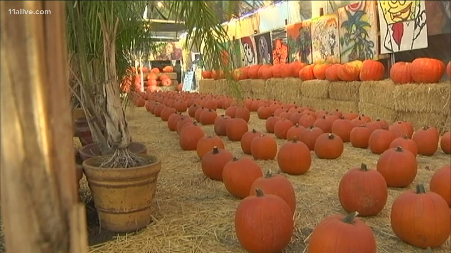 A pumpkin shortage is haunting Americans across the country as we get ready to celebrate spooky season.