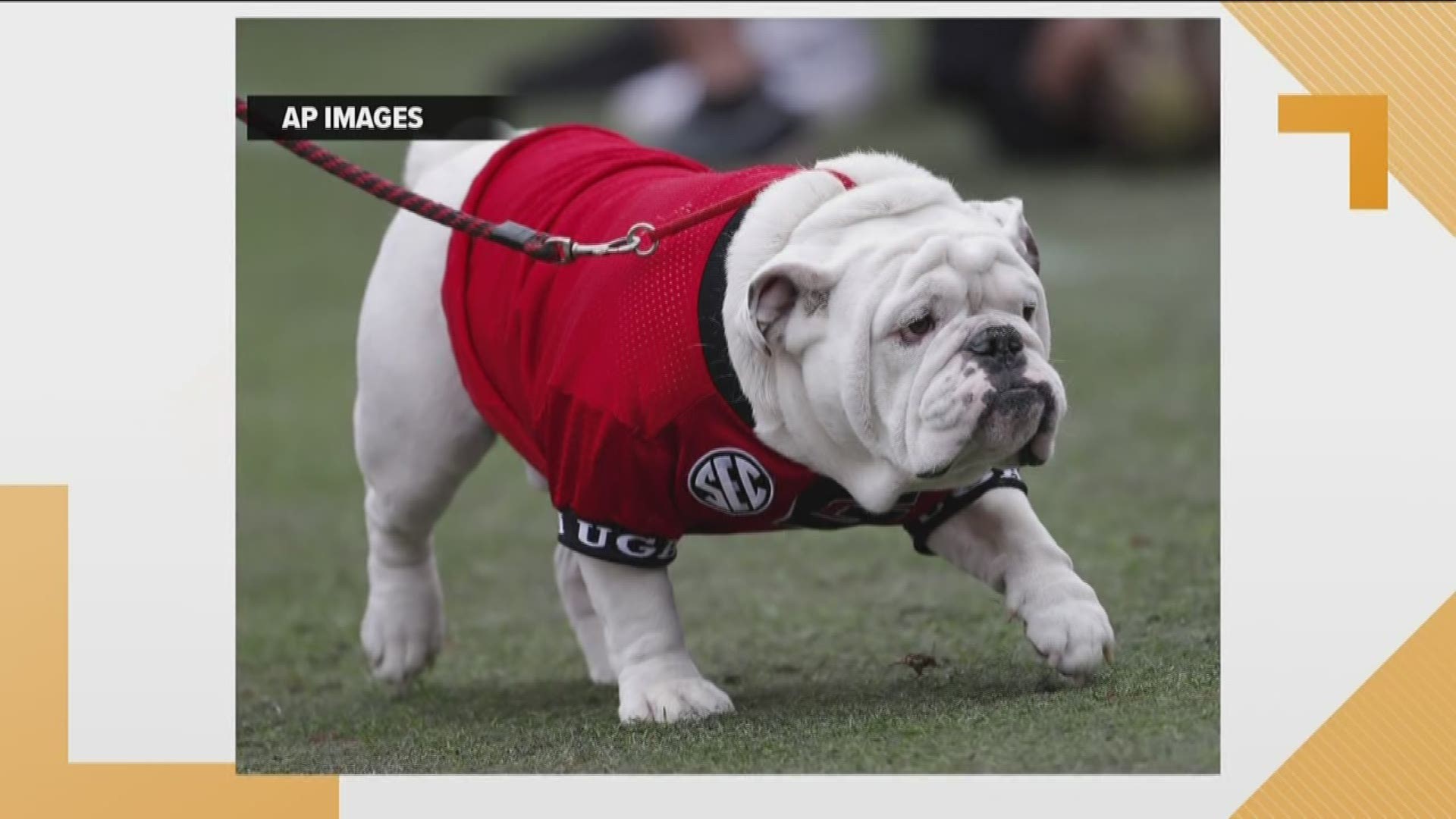 Sports Illustrated put together a list of their 10 best college football mascots, and none other than Uga topped it.