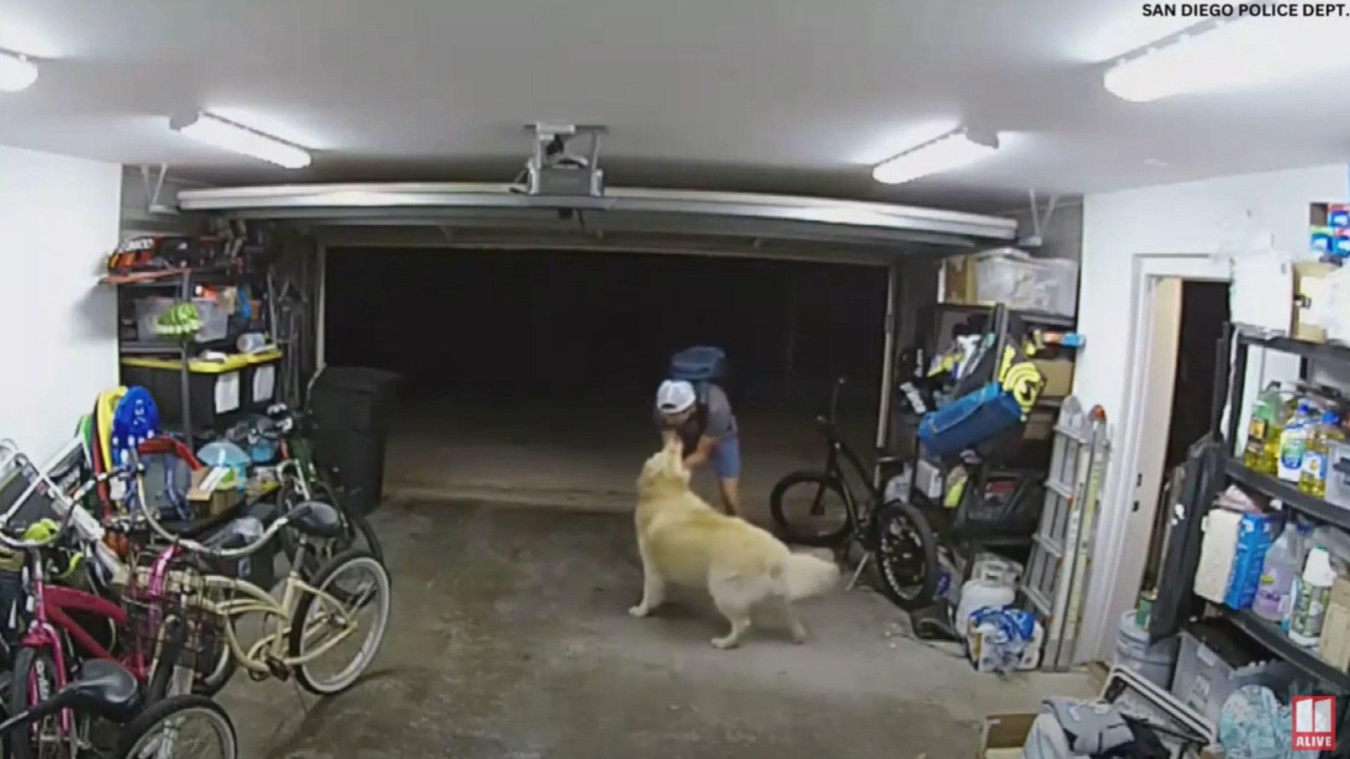 In a bizarre turn of events, a family's golden retriever temporarily thwarted a bike thief at their San Diego home.