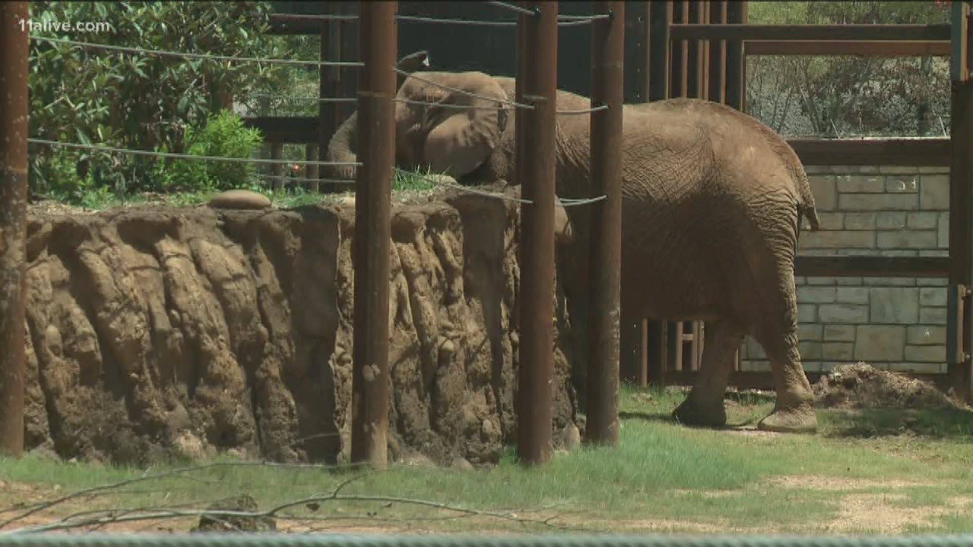The zoo's African elephants will also be part of the exhibit.