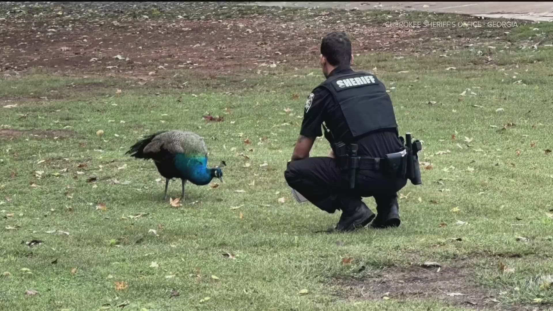 The Cherokee County Sheriff's Office said the bird had been running into traffic near New Light Road. Duty calls when there's a public safety concern.