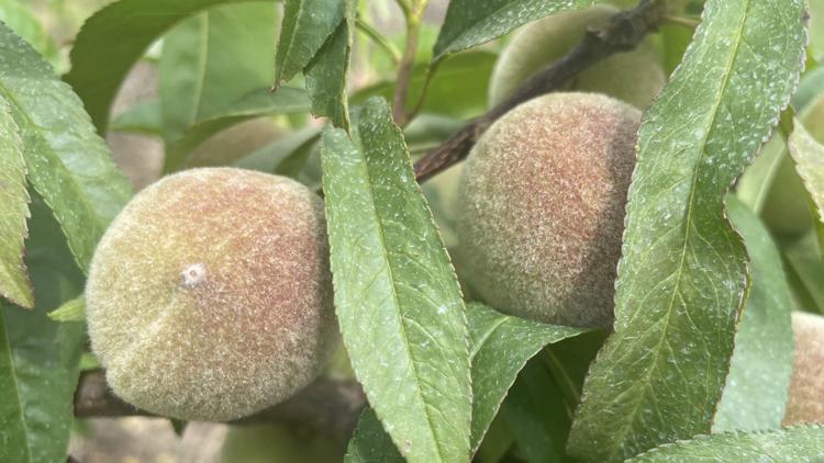'The worst crop I've seen': Georgia farmers struggle with peach harvest