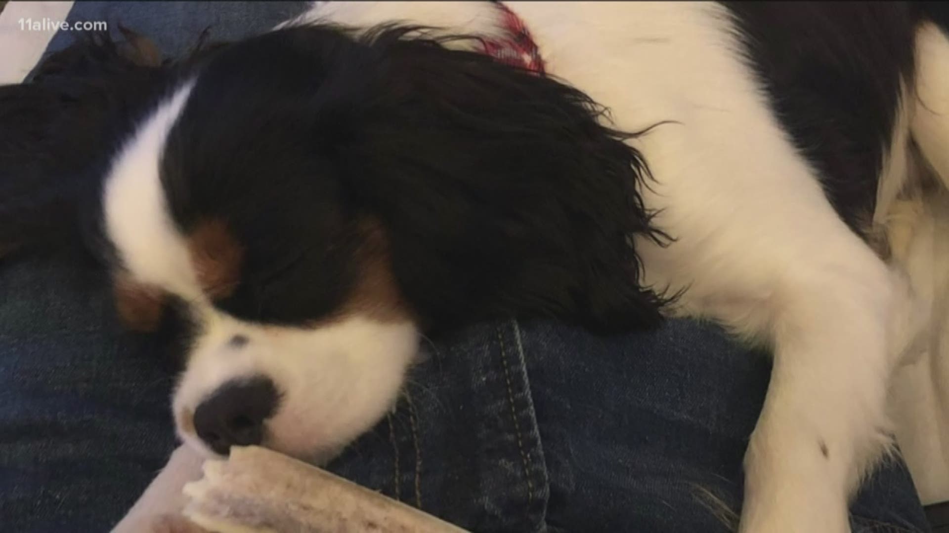 They were on a trail where they regularly visit. But, this time, little Izzy was attacked. The 8-month-old King Charles Spaniel died a short time later.