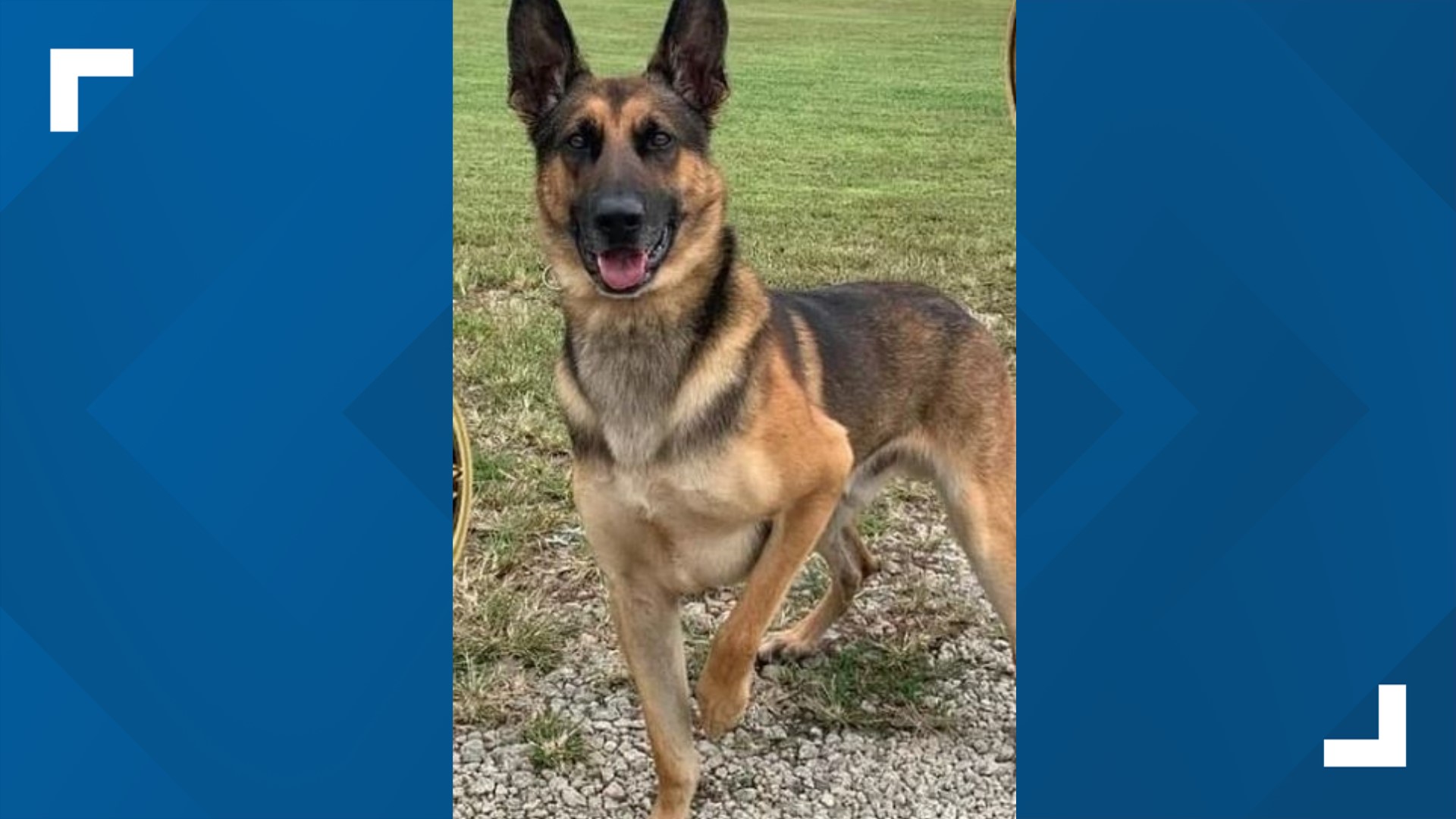 The sheriff's office says K-9 Kilo has made a full recovery after being shot in August.