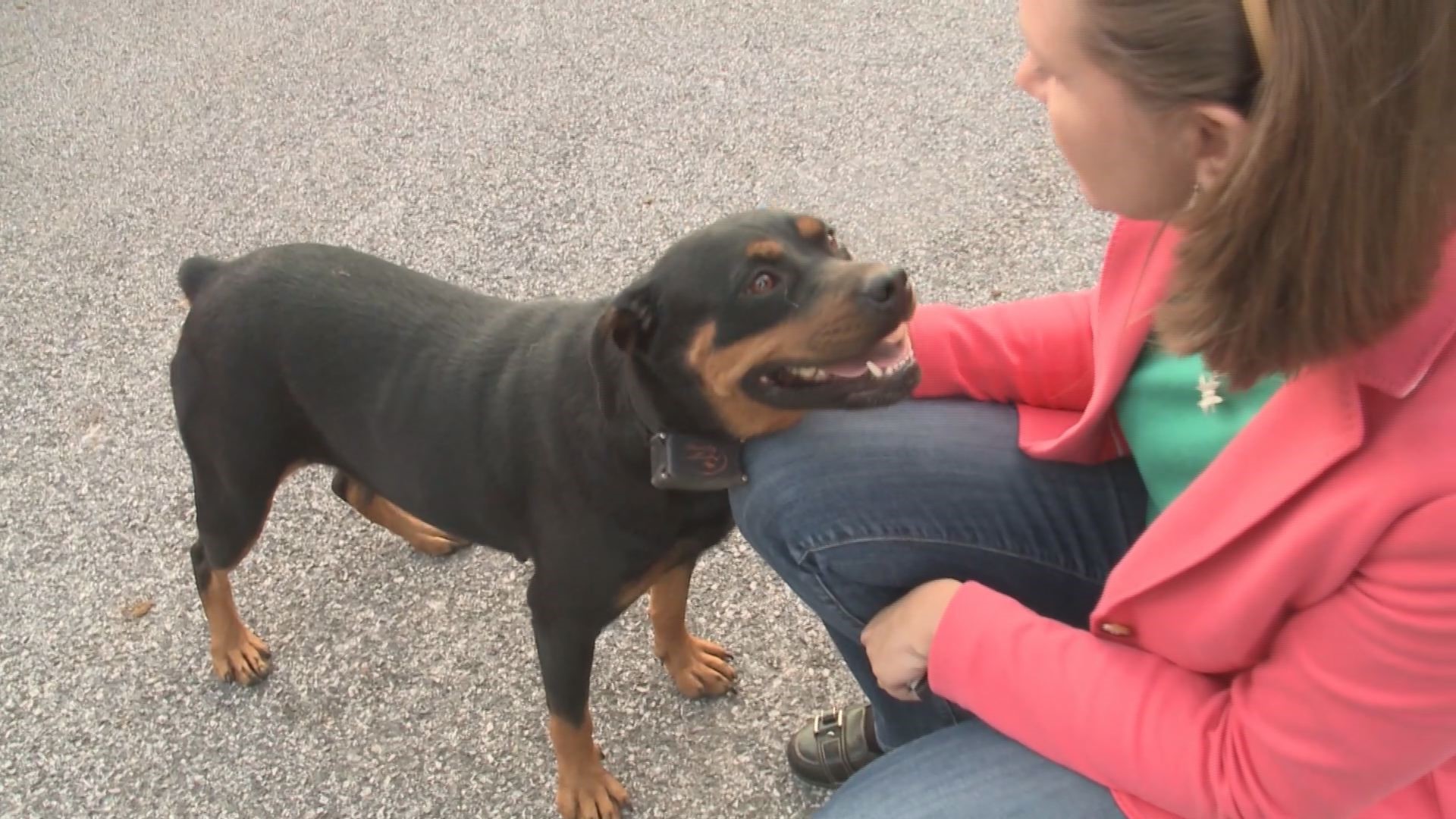 Investigation Into Puppy Mill Laws In Pennsylvania And Georgia ...