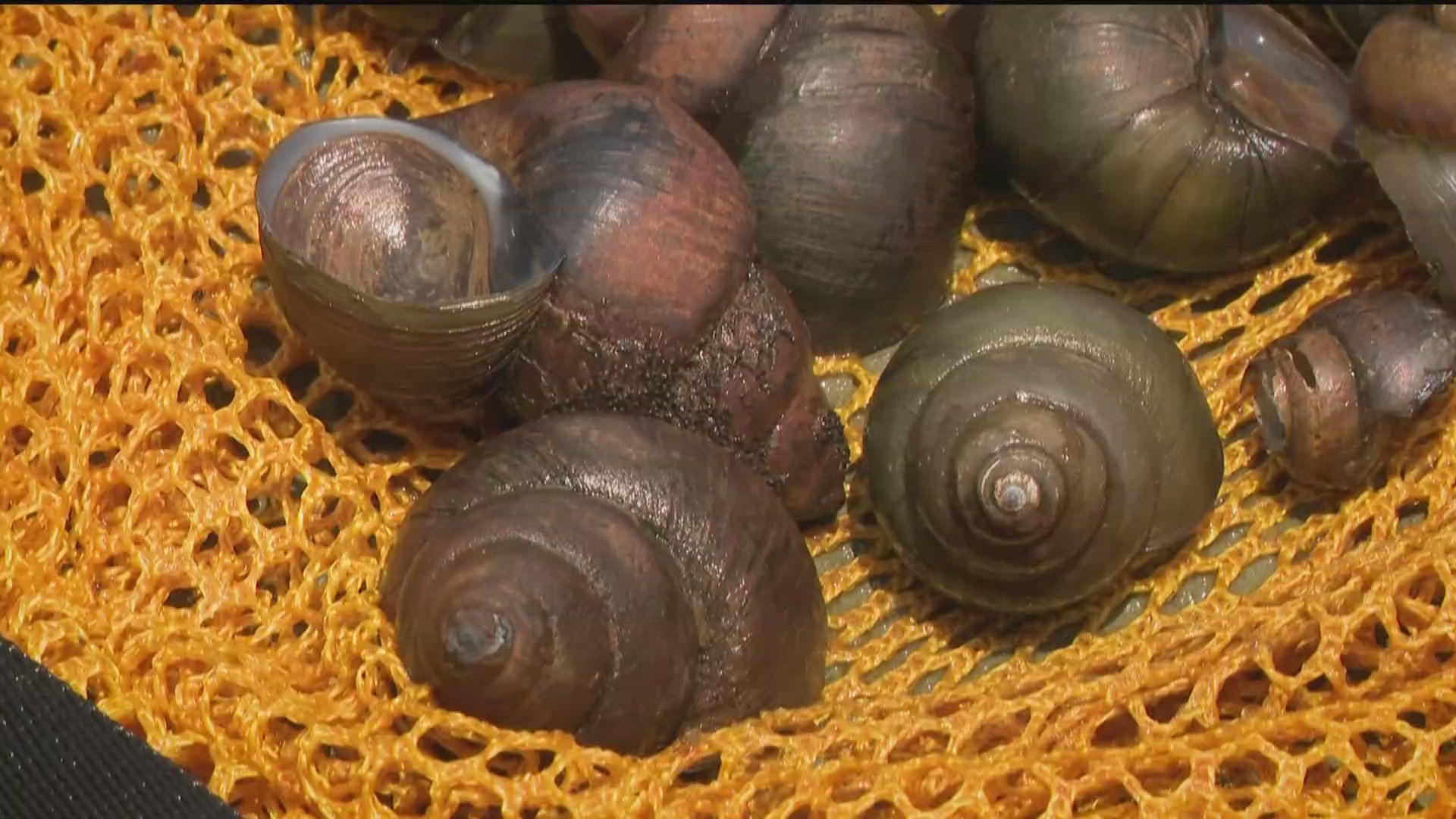 Georgia DNR Warning On Invasive Apple Snails And Mystery Snails 