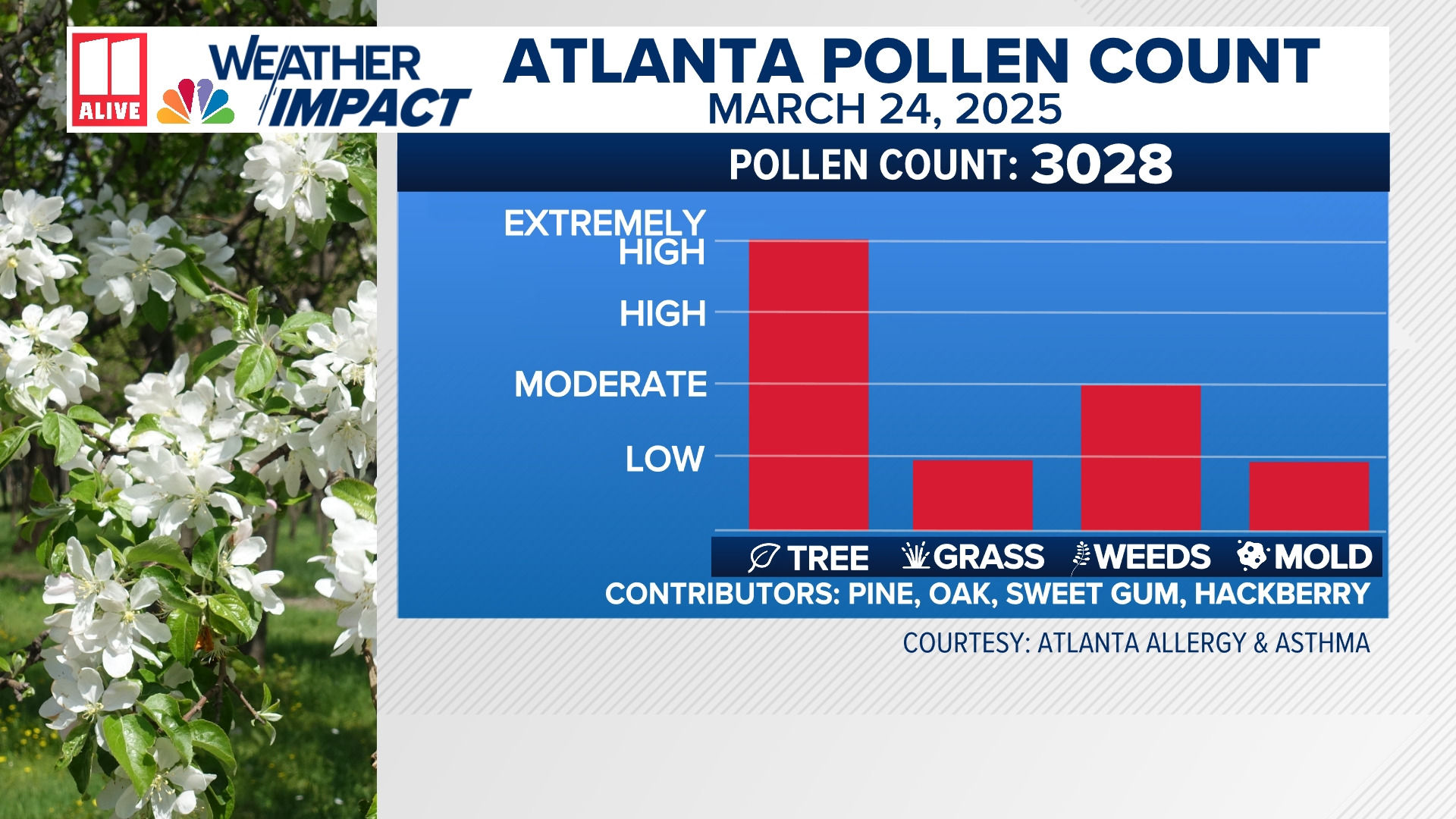 Pollen Count Visual What was the pollen count today | 11alive.com