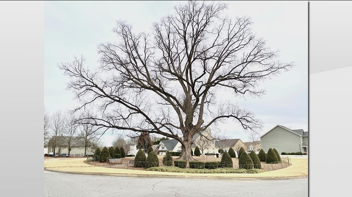 Braselton tree once known as 'largest pecan tree in the state' to be