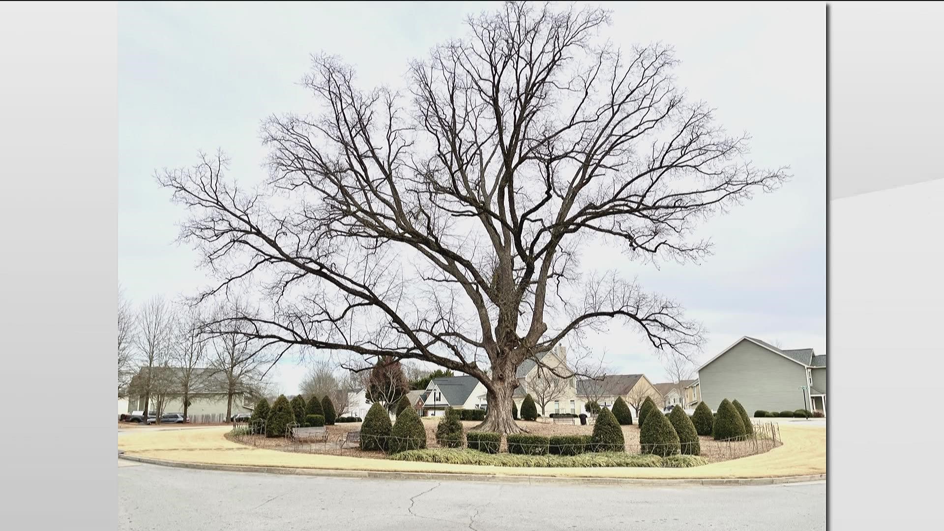 The 300-year-old tree will be removed after being considered a safety hazard to the community.