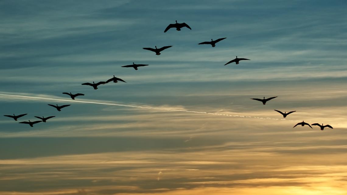 This fall, a 'river' of millions of migrating birds pass over Georgia skies
