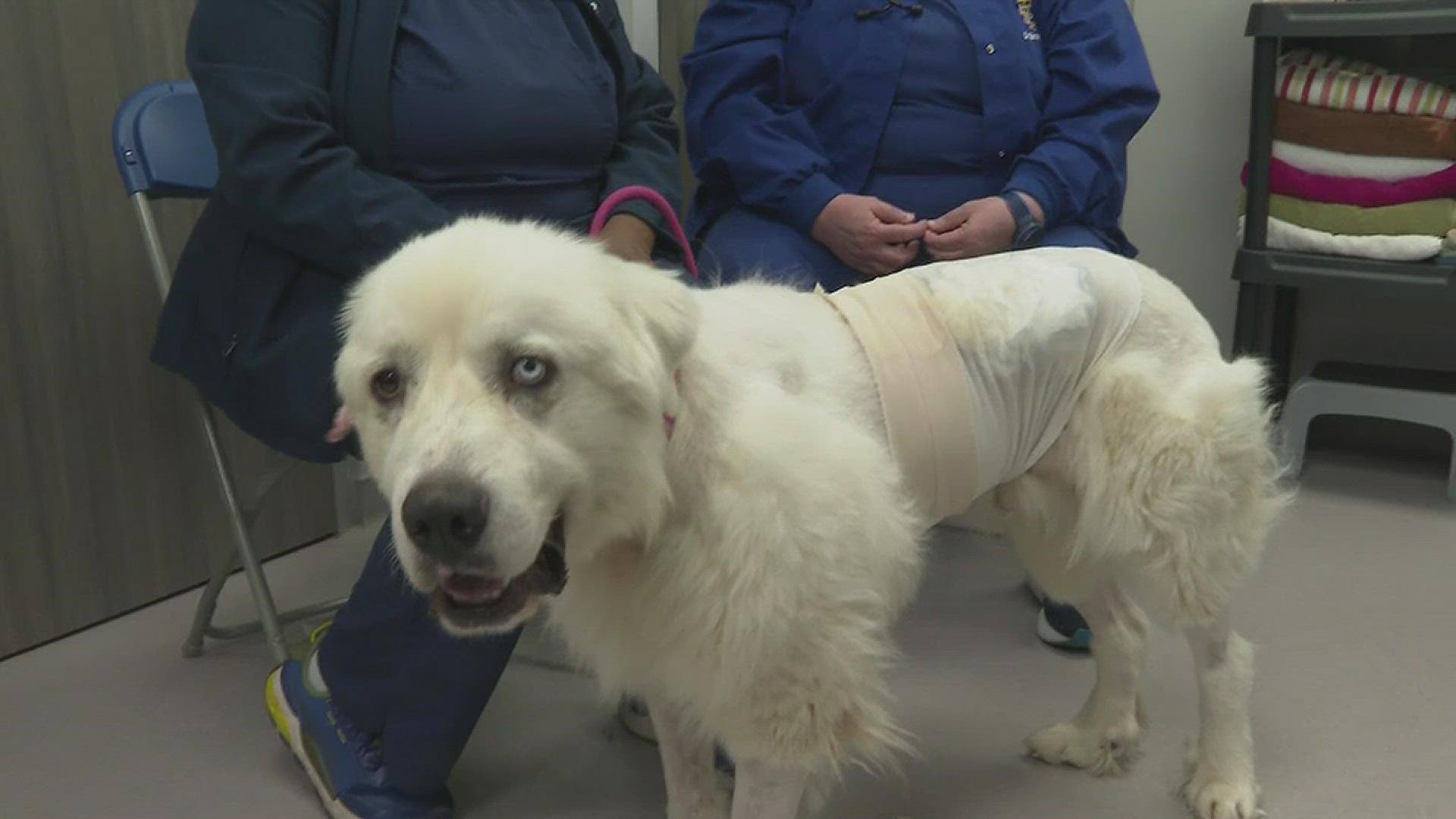 Casper, a herd dog at a home in Decatur, protected a pack of sheep and took on 11 coyotes.