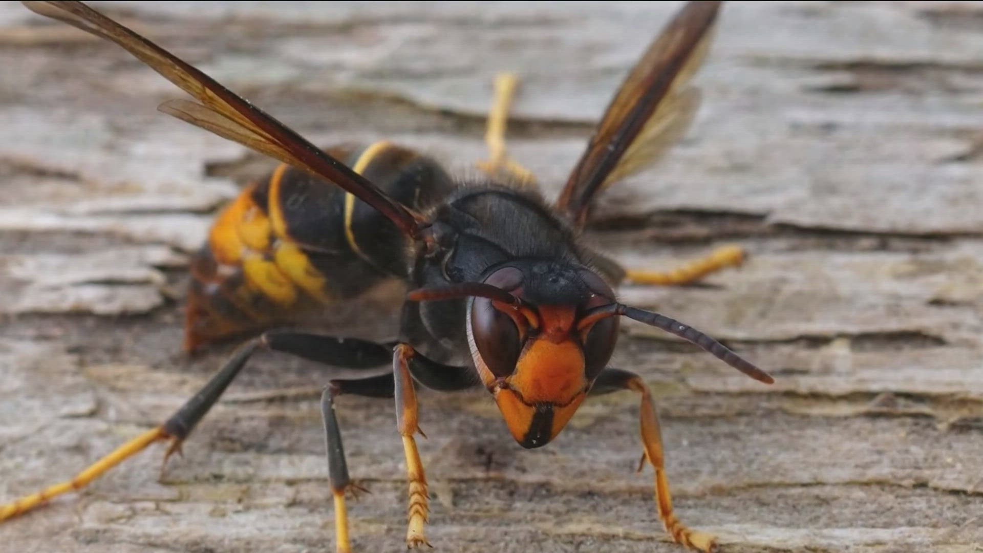 The yellow-legged hornet, or Asian hornet (Vespa velutina), was discovered by a beekeeper in Savannah.