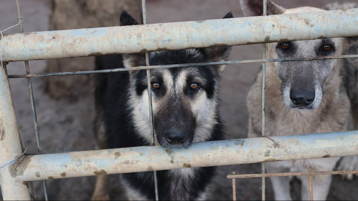 165 german shepherds rescued