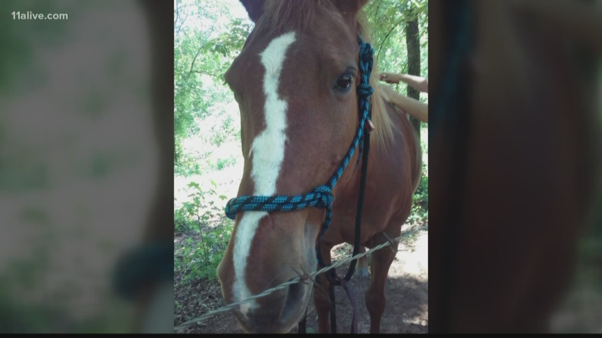 The woman said  they offered to keep the horse, but they sold it instead.