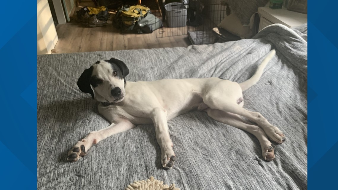 Georgia dog lost in South Carolina back in the state - Vimarsana News