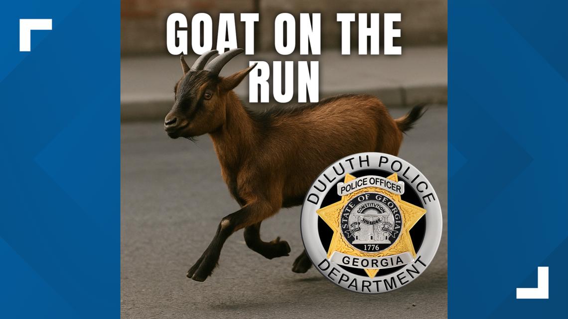 Goat escapes Duluth police, vanishes after trotting down main highway