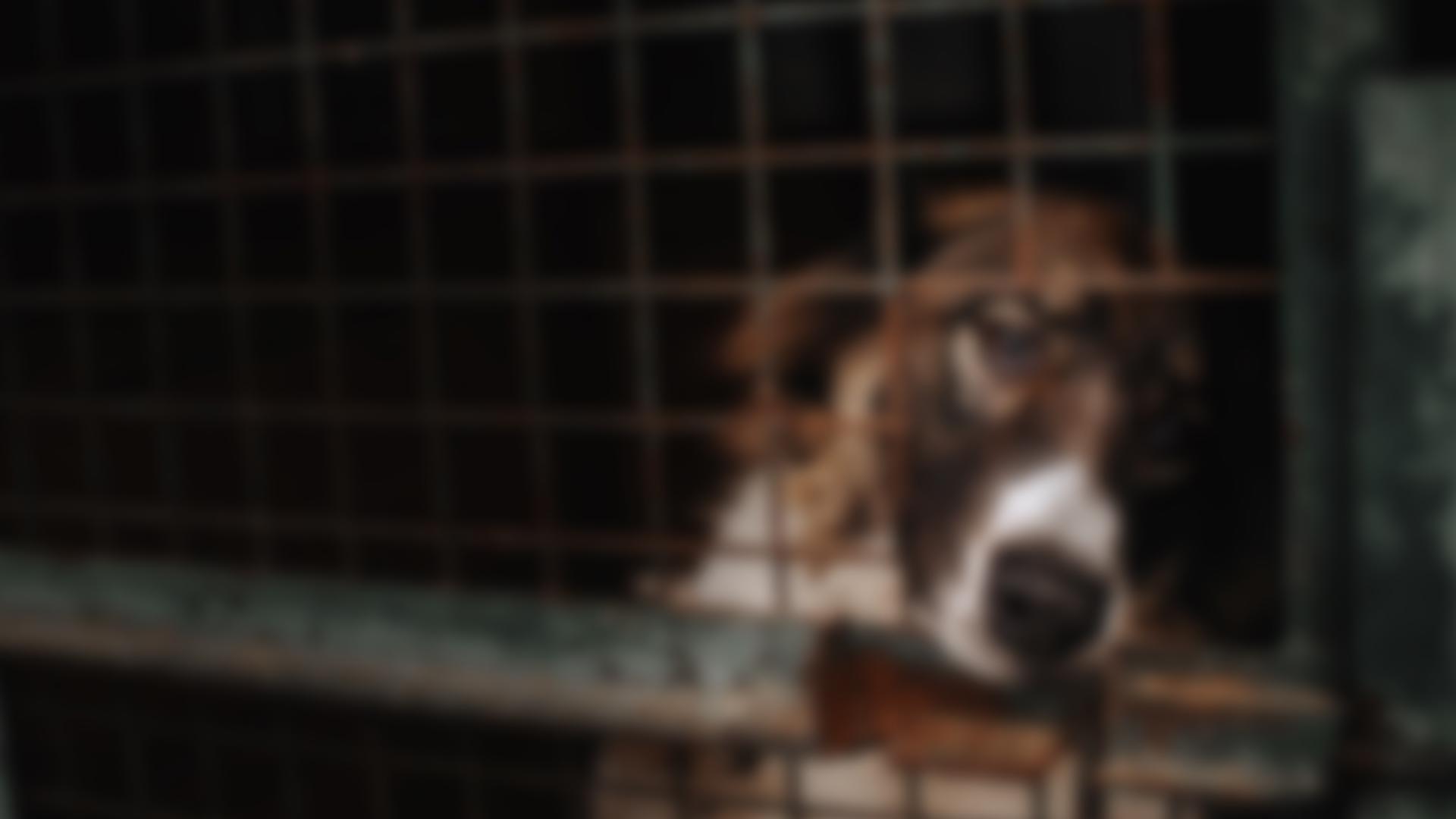 136 dogs rescued in animal abuse case Pierce County Georgia | 11alive.com