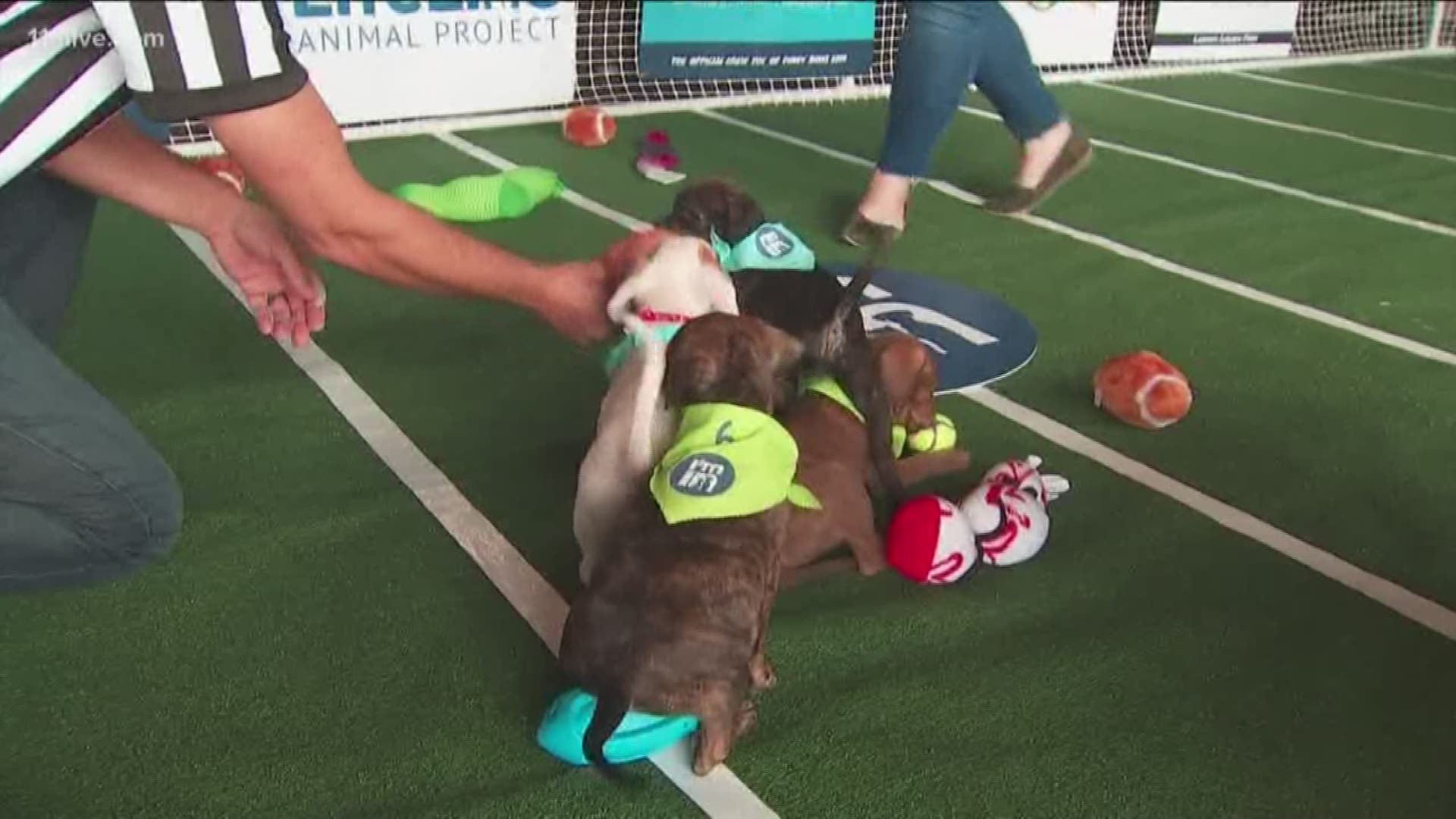 First Ever Service Brewing Puppy Bowl !!!! - Service Brewing Co.