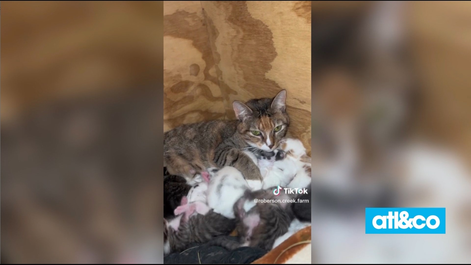 The sweetest furry friends! A cat and rabbit teamed up to co-parent their litters and feed each other's babies.