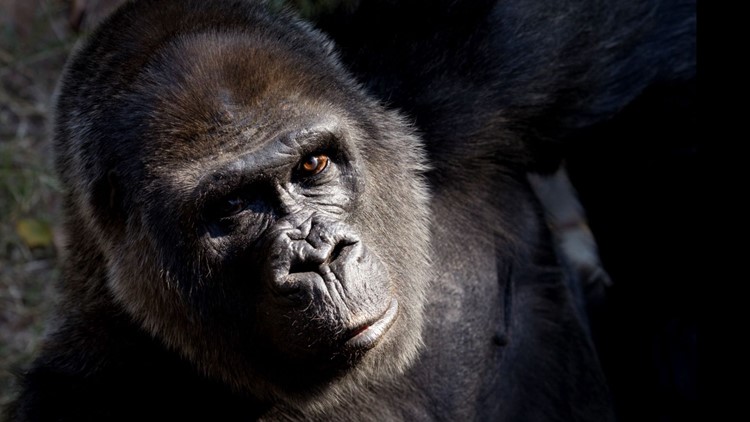 Zoo Atlanta mourns loss of its 2nd oldest gorilla