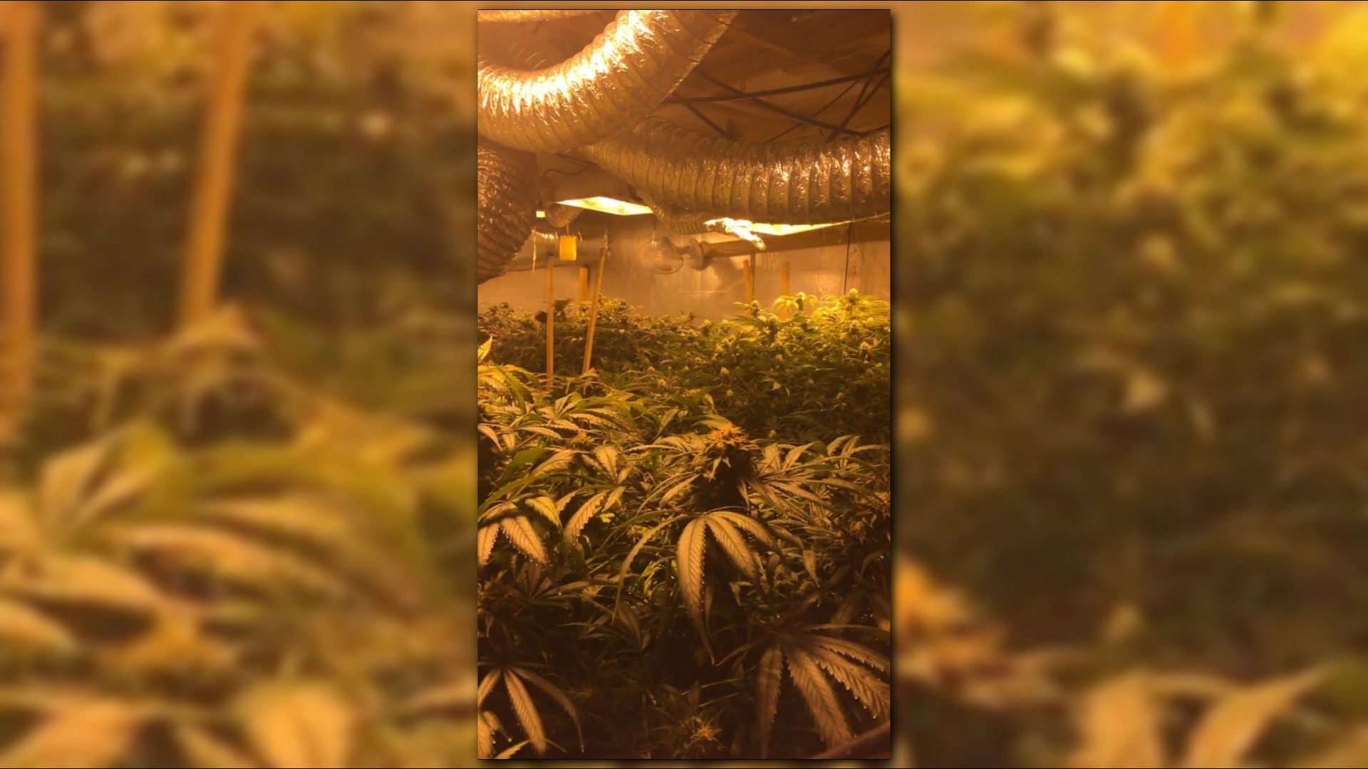 More than 400 marijuana plants discovered in Avondale Estates | 11alive.com