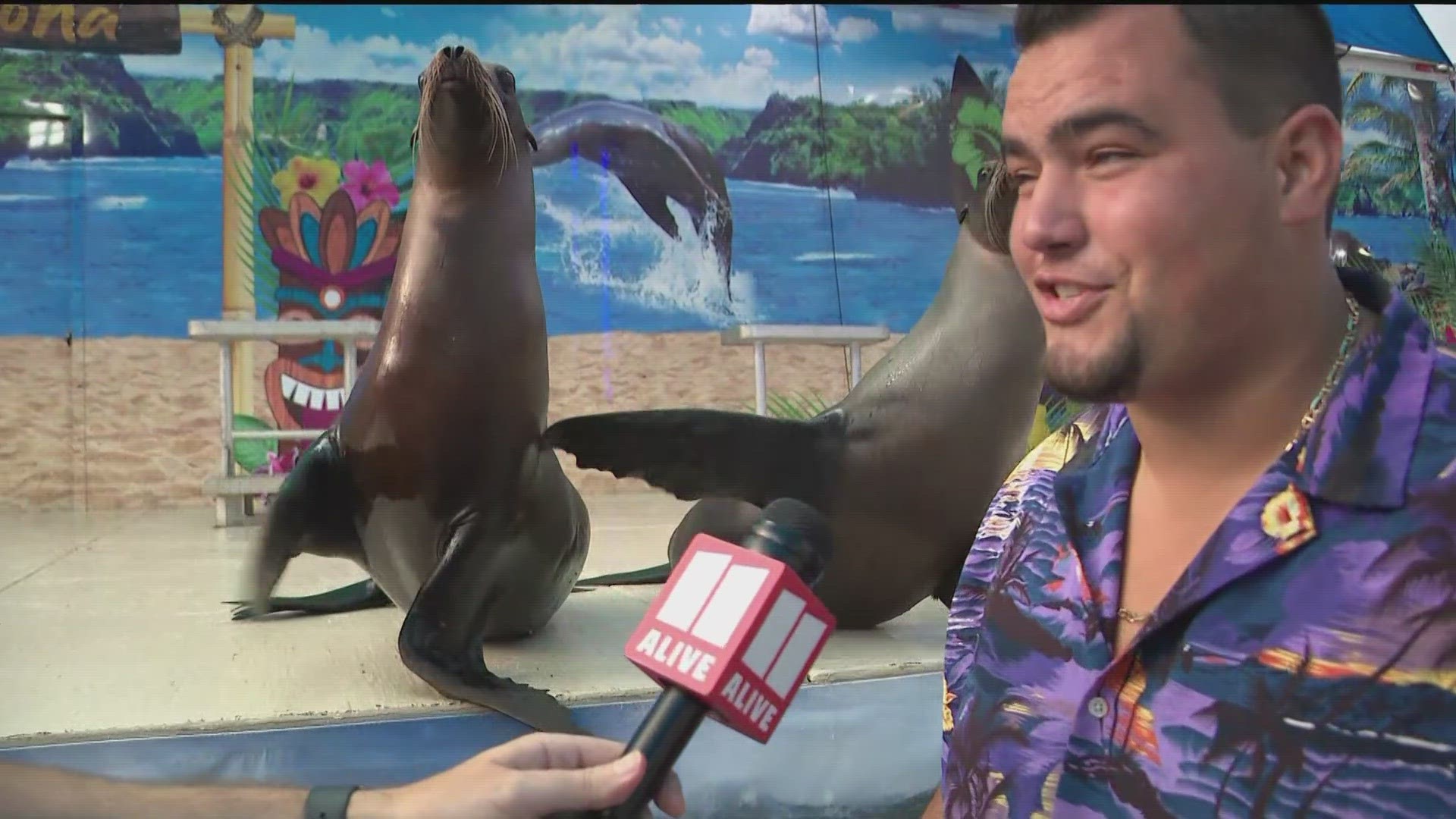 People can watch rescued sea lions show their stuff at the fair.