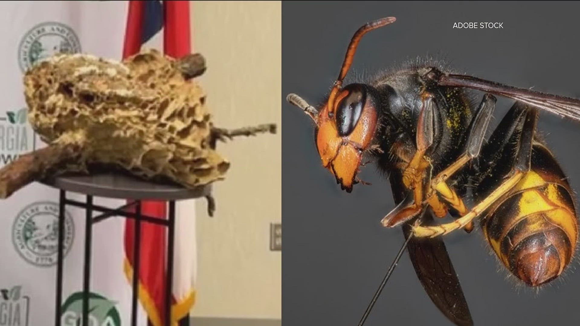 Agriculture Commissioner Tyler Harper said the department would remain vigilant with trying to eradicate the non-native yellow-legged hornet, Vespa velutina.