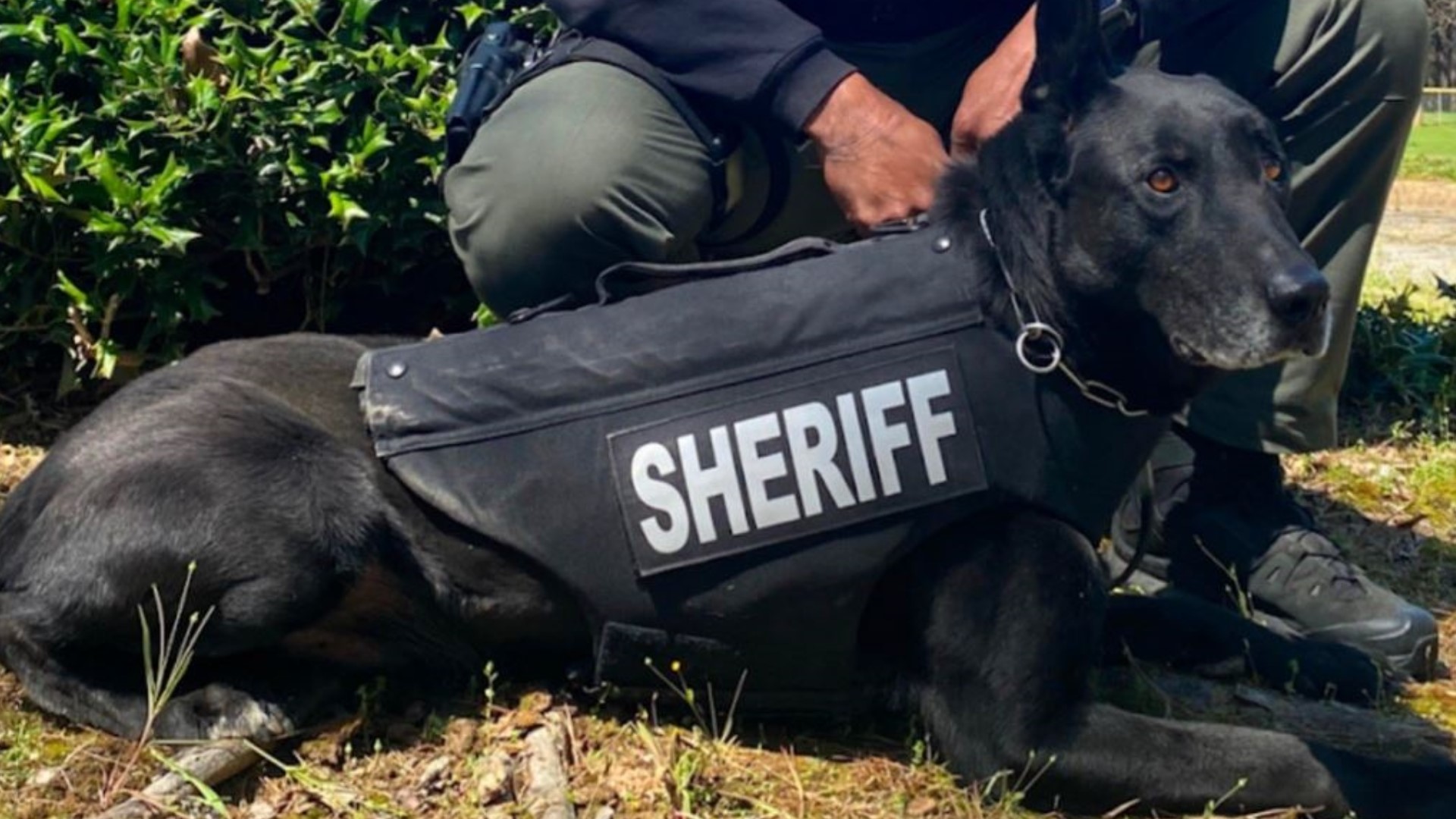 The sheriff's office tweeted Monday that it was "mourning the loss of retired K9 Diesel."