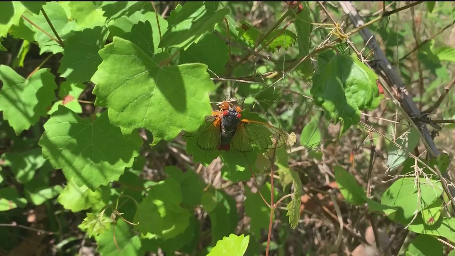 We're starting to get reports of cicadas emerging from around Georgia.