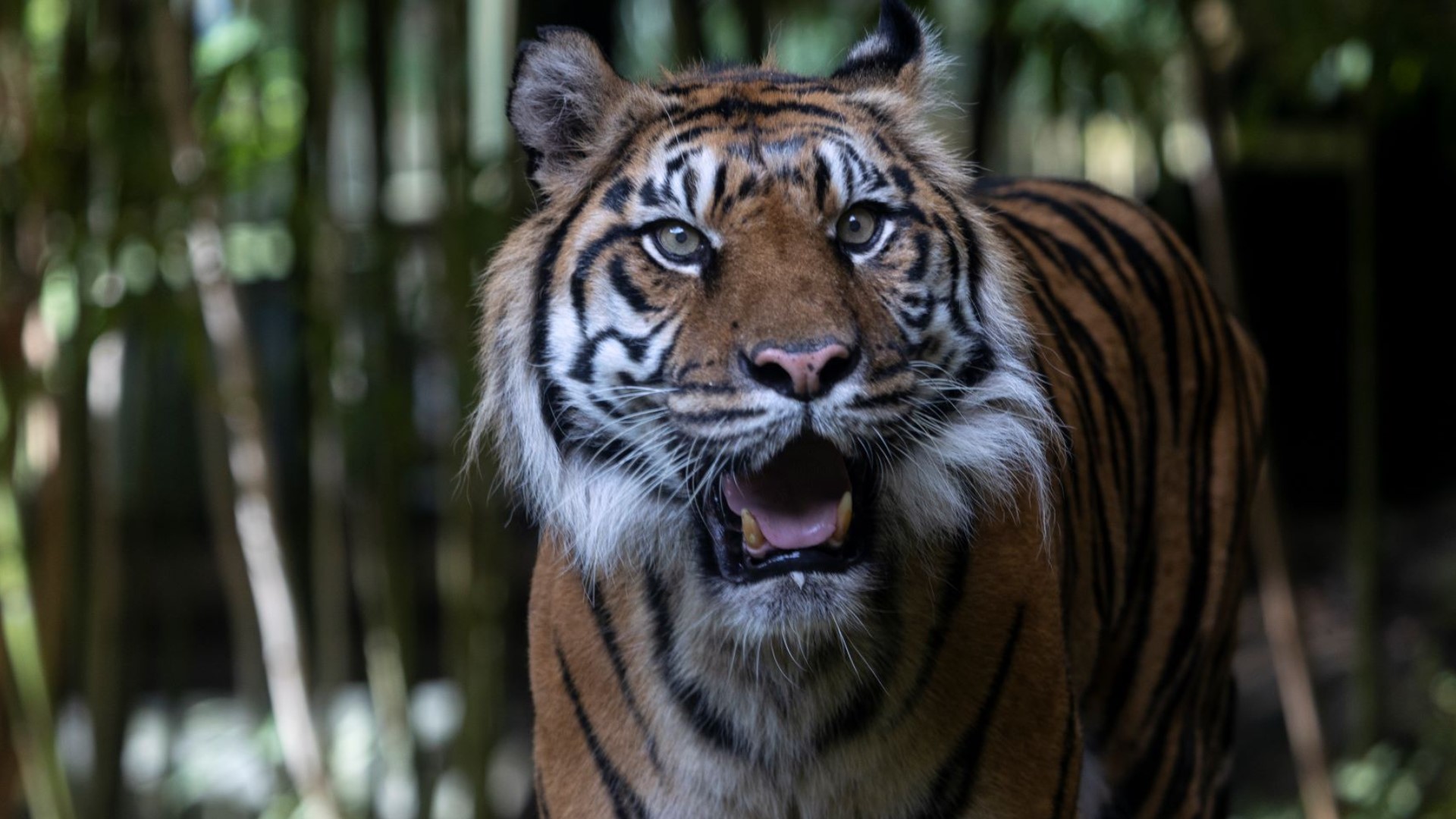 Zoo Atlanta mourns loss of Sumatran tiger Chelsea | 11alive.com