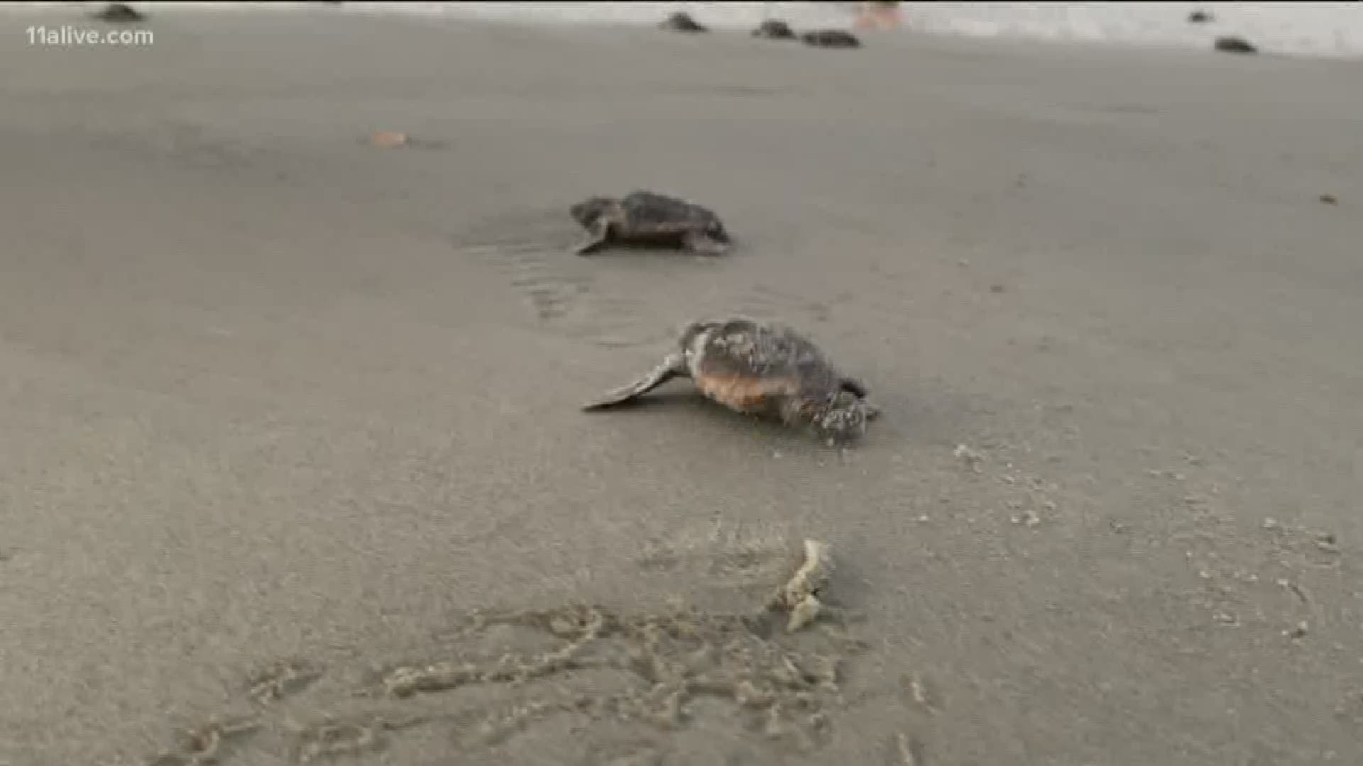 The Turtle Patrol dug into the sand and found they’d hatched and were ready to make their way into the ocean.