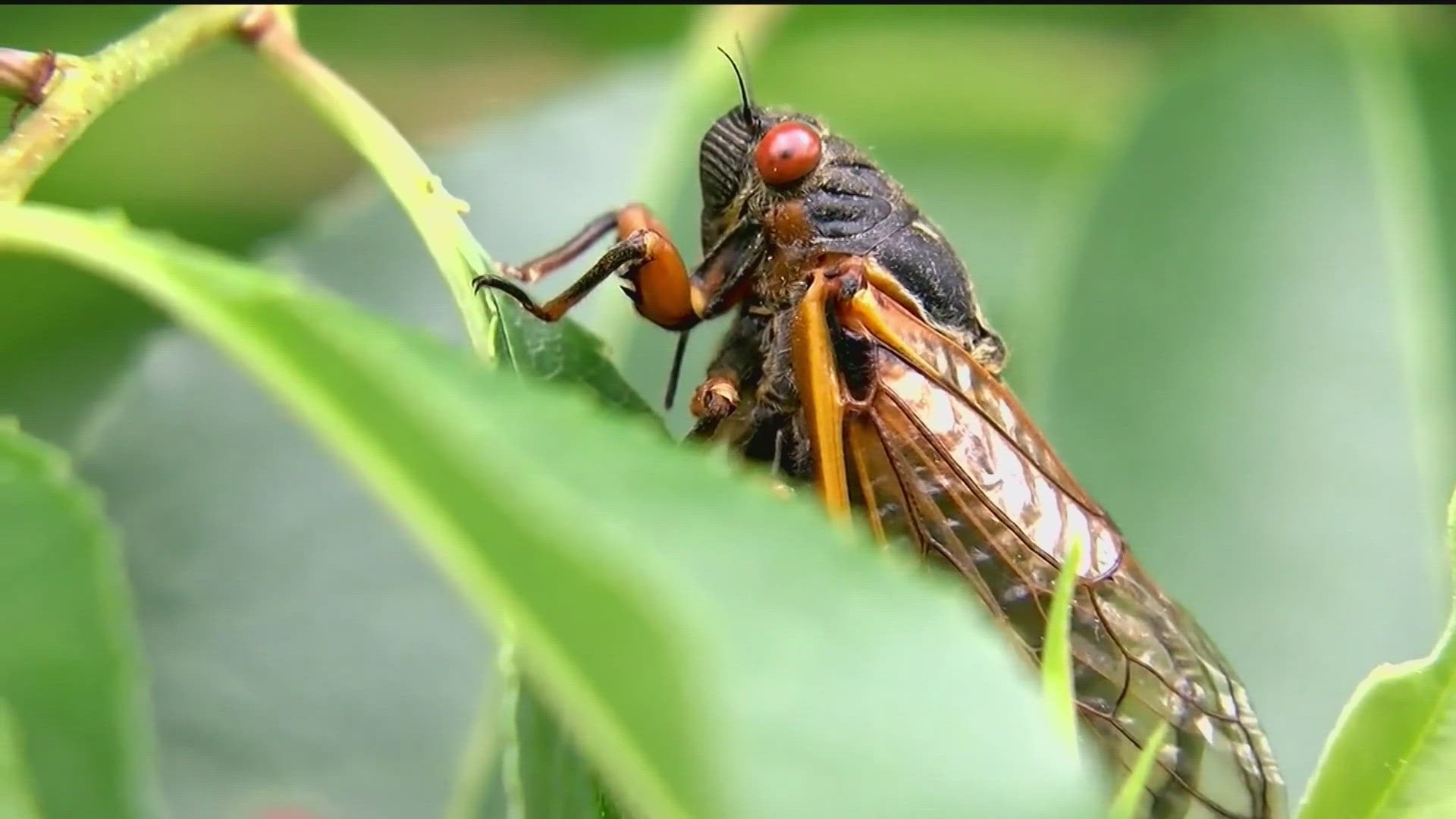 In the next few weeks, two different sets of cicadas are getting ready to emerge.