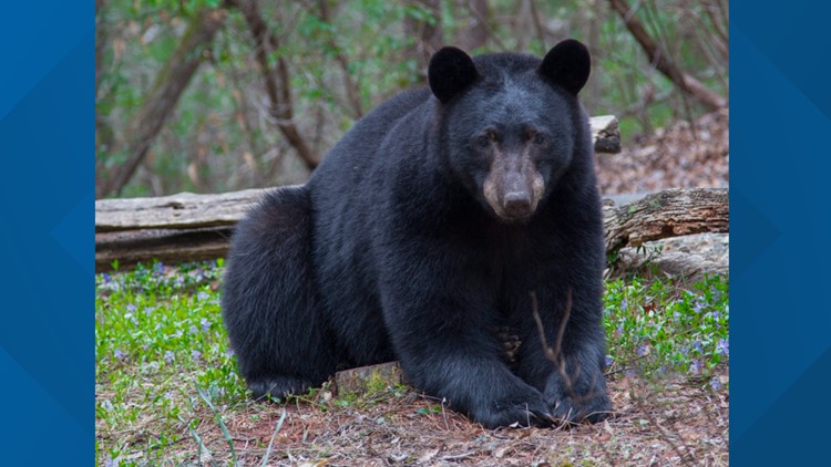 Beware of bears: Dunwoody Police stress safety during sightings