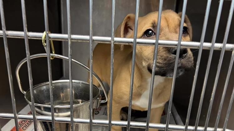 150 dogs at risk of being put down at DeKalb County shelter, apartment waives pet fee to help