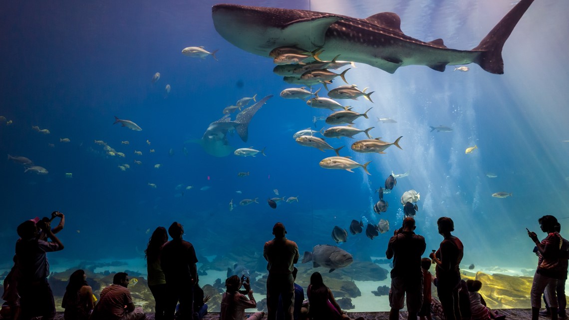 2024 Aquarium resident passes available